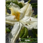 Rhododendron Schneegold - Azalea Schneegold - Azalia Schneegold - białe ze złotym C5 20-60cm