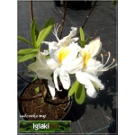 Rhododendron Schneegold - Azalea Schneegold - Azalia Schneegold - białe ze złotym FOTO