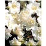 Rhododendron Schneeperle - Azalea Schneeperle - Azalia Schneeperle - białe FOTO