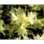 Rhododendron Shamrock - Różanecznik Shamrock - żółtawozielone C3 20-60cm 