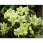 Rhododendron Shamrock - Różanecznik Shamrock - żółtawozielone C7,5 20-60cm