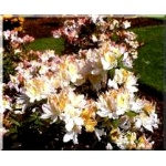 Rhododendron Silver Slipper - Azalea Silver Slipper - Azalia Silver Slipper - kremowo-białe FOTO