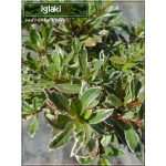 Rhododendron Silver Sword - Azalea Silver Sword - Azalia Silver Sword - czerwono-fioletowe C2 20-30cm 