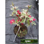Rhododendron Silver Sword - Azalea Silver Sword - Azalia Silver Sword - czerwono-fioletowe C2 20-30cm 