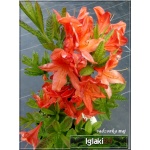 Rhododendron Spek\'s Orange - Azalea Spek\'s Orange - Azalia Spek\'s Orange - pomarańczowoczerwone C5 20-60cm 