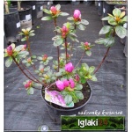 Rhododendron Thekla - Azalea Thekla - Azalia Thekla - różowo-fioletowe FOTO