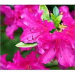 Rhododendron Vuyk Rosyred - Azalea Vuyk Rosyred - Azalia Vuyk Rosyred - różowe FOTO 