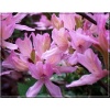 Rhododendron Western Lights - Azalea Western Lights - Azalia Western Lights - różowe FOTO 