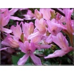 Rhododendron Western Lights - Azalea Western Lights - Azalia Western Lights - różowe C5 40-60cm xxxy