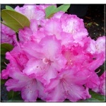 Rhododendron Blurettia - Różanecznik Blurettia - fioletoworóżowe FOTO 