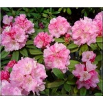 Rhododendron Doc - Różanecznik Doc - różowe FOTO 
