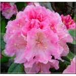 Rhododendron Doc - Różanecznik Doc - różowe FOTO 
