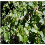 Ribes alpinum - Porzeczka alpejska FOTO 