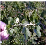 Ribes alpinum - Porzeczka alpejska FOTO 