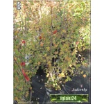Ribes alpinum Schmidt - Porzeczka alpejska Schmidt FOTO