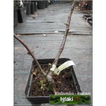 Ribes nidigloralia Josta - Porzeczkoagrest Josta f. krzaczasta C3 20-40cm
