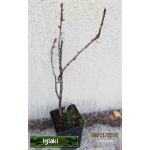 Ribes nidigloralia Josta - Porzeczkoagrest Josta f. krzaczasta C3 20-40cm