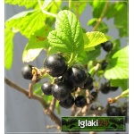 Ribes nigrum Ben Alder - Porzeczka czarna Ben Alder balotowana 50-70cm