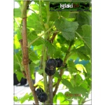 Ribes nigrum Ben Lemond - Porzeczka czarna Benn Lemond FOTO 
