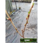 Ribes nigrum Ben Lemond - Porzeczka czarna Benn Lemond PA balotowana 70-90cm 