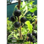 Ribes nigrum Ben Lemond - Porzeczka czarna Benn Lemond f. krzaczasta balotowana 40-70cm 