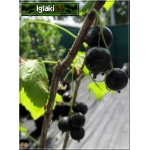 Ribes nigrum Ben Lemond - Porzeczka czarna Benn Lemond PA balotowana 70-90cm 