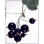 Ribes nigrum Ojebyn - Porzeczka Czarna Ojebyn f. krzaczasta balotowana 40-70cm 