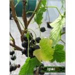 Ribes nigrum Ojebyn - Porzeczka Czarna Ojebyn PA balotowana 70-90cm 
