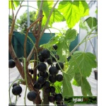 Ribes nigrum Ojebyn - Porzeczka Czarna Ojebyn f. krzaczasta balotowana 40-70cm 