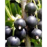 Ribes nigrum Titania - Porzeczka Czarna Titania f. krzaczasta balotowana 40-70cm 