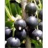 Ribes nigrum Titania - Porzeczka Czarna Titania FOTO 