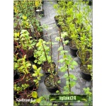 Ribes nigrum Titania - Porzeczka Czarna Titania f. krzaczasta C2 40-70cm 
