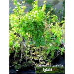 Ribes nigrum Titania - Porzeczka Czarna Titania FOTO 