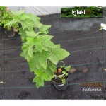 Ribes nigrum Titania - Porzeczka Czarna Titania f. krzaczasta C2 40-70cm 