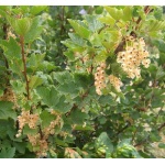 Ribes niveum biała z Juterbog - Porzeczka biała z Juterbog FOTO 