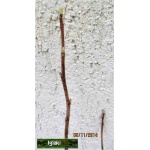Ribes niveum biała z Juterbog - Porzeczka biała z Juterbog f. krzaczasta C2 40-70cm 