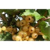 Ribes niveum biała z Juterbog - Porzeczka biała z Juterbog f. krzaczasta C2 40-70cm 