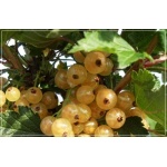 Ribes niveum biała z Juterbog - Porzeczka biała z Juterbog PA C2 70-90cm