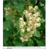 Ribes niveum Wersalska - Porzeczka biała Wersalska FOTO 