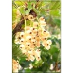Ribes niveum Wersalska - Porzeczka biała Wersalska FOTO 