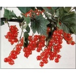 Ribes rubrum czerwona Holenderska - Porzeczka czerwona Holenderska PA balotowana 70-90cm
