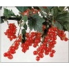 Ribes rubrum czerwona Holenderska - Porzeczka czerwona Holenderska f. krzaczasta balotowana 40-70cm