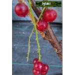 Ribes rubrum czerwona Holenderska - Porzeczka czerwona Holenderska FOTO