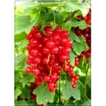Ribes rubrum Detvan - Porzeczka czerwona Detvan PA C3 80-90cm