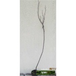 Ribes rubrum Jonkheer van Tets - Porzeczka Czerwona Jonkheer van tets PA C3 70-90cm 
