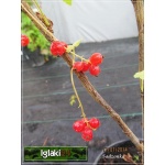 Ribes rubrum Rolan - Porzeczka czerwona Rolan FOTO 