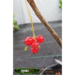 Ribes rubrum Rolan - Porzeczka czerwona Rolan FOTO 