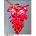 Ribes sanguineum - Porzeczka krwista FOTO