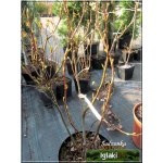 Ribes sanguineum - Porzeczka krwista FOTO