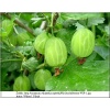 Ribes uva-crispa Biały Triumf - Agrest Biały Triumf FOTO 